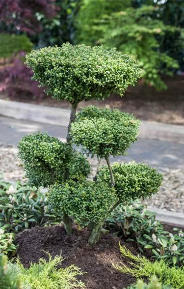 Bonsai
