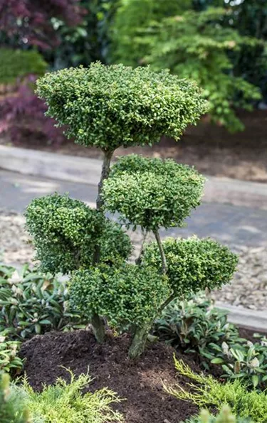 Bonsai