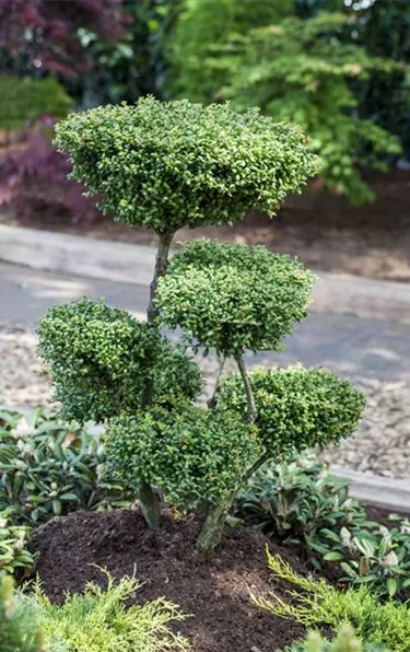 Bonsai
