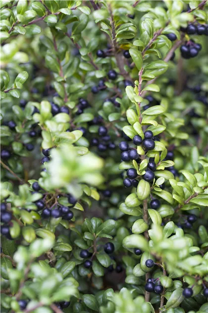 Ilex crenata 'Convexa' - Bonsai, Lffel-Ilex - Semper Verde Pflanzenzentrum  Ullmer GbR