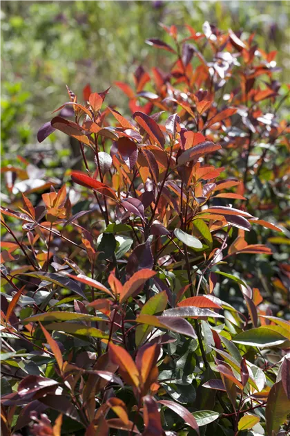 Photinia fraseri 'Red Robin' - Mediterranes, Glanzmispel 'Red Robin' -  Semper Verde Pflanzenzentrum Ullmer GbR