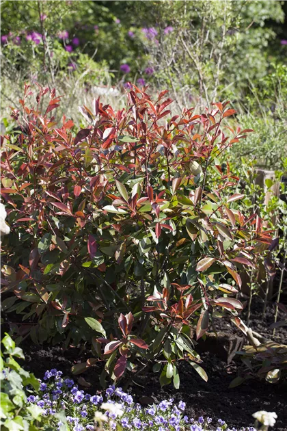 Photinia fraseri 'Red Robin' - Heckenpflanzen, Glanzmispel 'Red Robin' -  Semper Verde Pflanzenzentrum Ullmer GbR