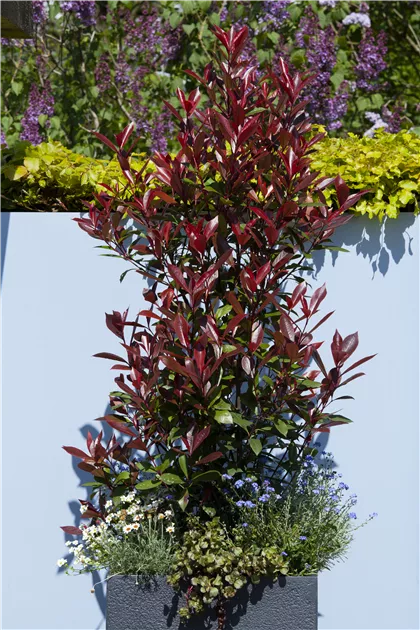 Photinia fraseri 'Red Robin' - Mediterranes, Glanzmispel 'Red Robin' -  Semper Verde Pflanzenzentrum Ullmer GbR