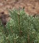 Wald-Kiefer - Pinus sylvestris