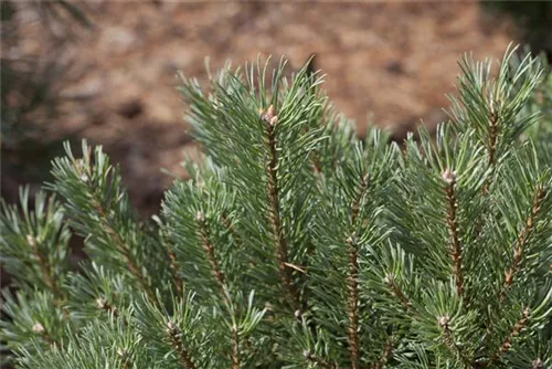Wald-Kiefer - Pinus sylvestris
