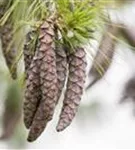 Wald-Kiefer - Pinus sylvestris
