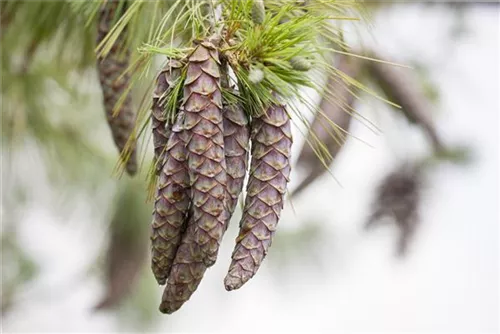 Wald-Kiefer - Pinus sylvestris