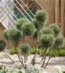 Wald-Kiefer - Pinus sylvestris