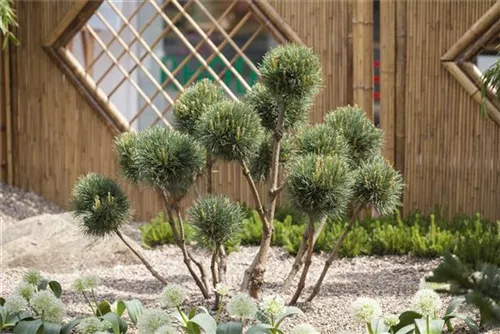 Wald-Kiefer - Pinus sylvestris