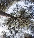 Wald-Kiefer - Pinus sylvestris