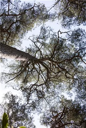 Wald-Kiefer - Pinus sylvestris