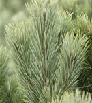 Wald-Kiefer - Pinus sylvestris