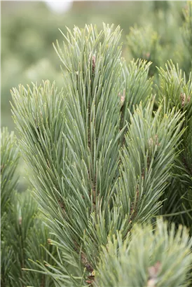 Wald-Kiefer - Pinus sylvestris