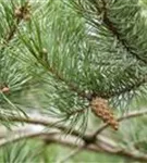 Wald-Kiefer - Pinus sylvestris