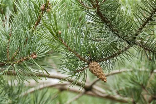 Wald-Kiefer - Pinus sylvestris