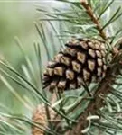 Wald-Kiefer - Pinus sylvestris