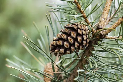 Wald-Kiefer - Pinus sylvestris