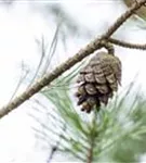 Wald-Kiefer - Pinus sylvestris