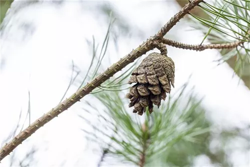 Wald-Kiefer - Pinus sylvestris