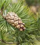 Wald-Kiefer - Pinus sylvestris