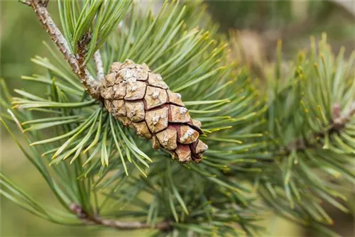 Wald-Kiefer - Pinus sylvestris