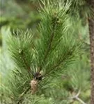 Wald-Kiefer - Pinus sylvestris