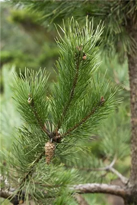 Wald-Kiefer - Pinus sylvestris