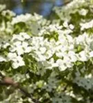 Amerik.Blumen-Hartriegel - Cornus florida