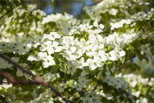 Amerik.Blumen-Hartriegel - Cornus florida