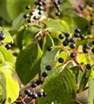 Roter Hartriegel - Cornus sanguinea
