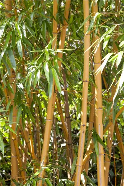 Phyllostachys aurea, Goldrohrbambus - Semper Verde Pflanzenzentrum Ullmer  GbR