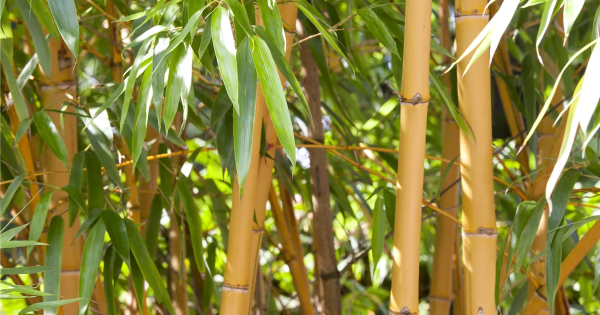 dracaena pflege und standort Tipps zur Pflege deiner Pflanze : Dracaena Marginata – PflanzenFuerAlle main image 0