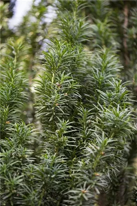 Spalier-Eibe - Taxus media 'Straight Hedge'
