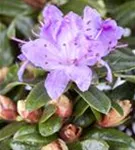 Kleinblättr.Rhododendron 'Blue Tit' - Rhododendron impeditum 'Blue Tit' II