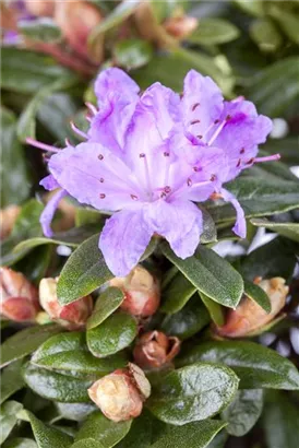 Kleinblättr.Rhododendron 'Blue Tit' - Rhododendron impeditum 'Blue Tit' II