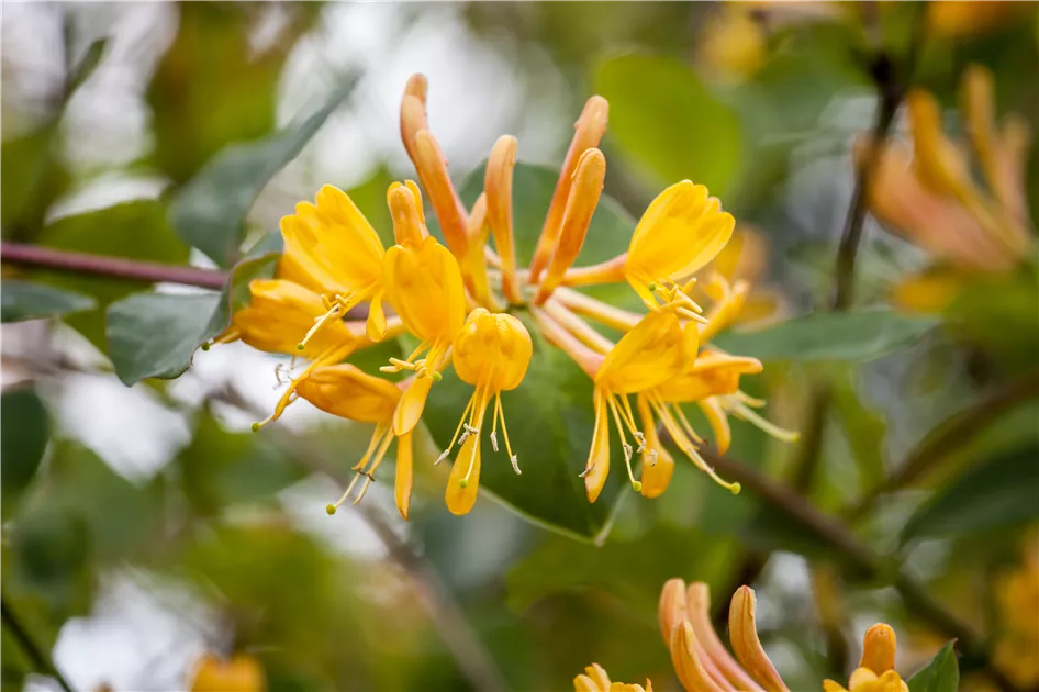 Lonicera tellmanniana, Gold-Geischlinge - Semper Verde Pflanzenzentrum  Ullmer GbR