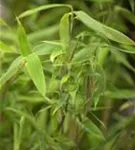 Gartenbambus - Fargesia murieliae 'Deep Forest' -R- -S-