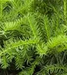Tafeleibe,Kisseneibe - Taxus baccata 'Repandens'