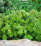 Tafeleibe,Kisseneibe - Taxus baccata 'Repandens'