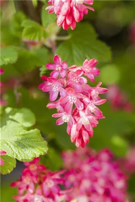 Blut-Zierjohannisbeere 'King Edward VII' - Ribes sanguineum 'King Edward VII' - Ziergehölze