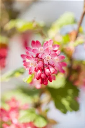 Blut-Zierjohannisbeere 'King Edward VII' - Ribes sanguineum 'King Edward VII' - Ziergehölze