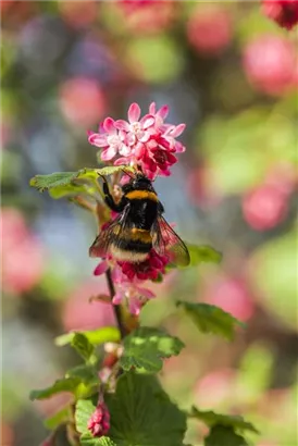 Blut-Zierjohannisbeere 'King Edward VII' - Ribes sanguineum 'King Edward VII' - Ziergehölze