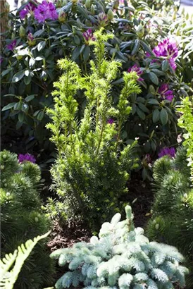 Eibe 'Hillii' - Taxus media 'Hillii' - Bonsai