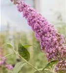 Sommerflieder - Buddleja davidii 'Pink Delight'