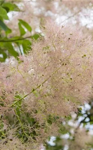 Cotinus coggygria 'Young Lady' -S-