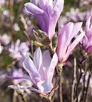 Niedrige Magnolie 'Susan' - Magnolia liliiflora 'Susan'