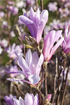 Niedrige Magnolie 'Susan' - Magnolia liliiflora 'Susan'