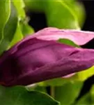 Niedrige Magnolie 'Susan' - Magnolia liliiflora 'Susan'