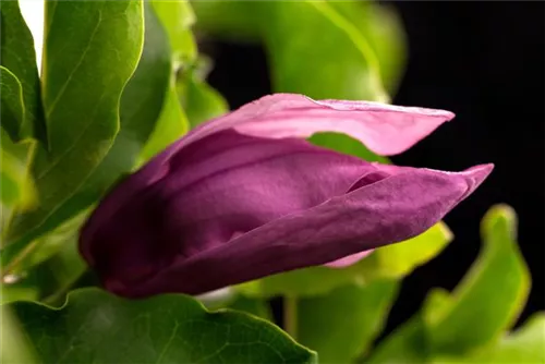 Niedrige Magnolie 'Susan' - Magnolia liliiflora 'Susan'