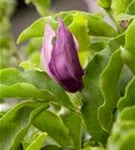 Niedrige Magnolie 'Susan' - Magnolia liliiflora 'Susan'